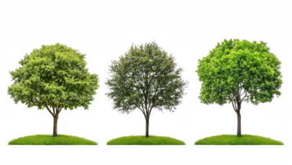 A trio of lush trees varying shades of green foliage. set against a clean white background. symbolizing natures diversity and vitality. ideal for environmental themes