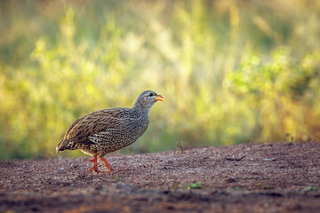 Natal francolin walking side view at dusk in Greater Kruger National park, South Africa ; Specie Pternistis natalensis family of Phasianidae