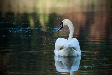 White swan on the pond in september