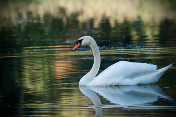 White swan on the pond in september