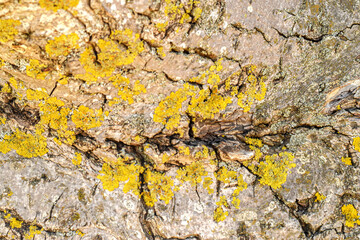 Bark Texture with Moss. Detailed close-up of tree bark texture covered with green moss.