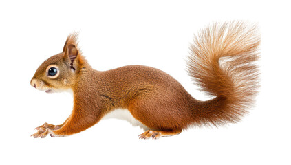 Obraz premium A playful red squirrel stretching its body in a natural pose. its fluffy tail and curious expression. set against a clean white background. ideal for wildlife photography