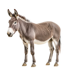 Fototapeta premium A standing donkey with a grayish coat and distinctive features. its natural posture against a plain white background. ideal for educational purposes or animal-related content