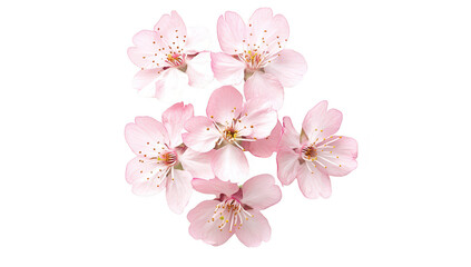 A delicate arrangement of pink cherry blossom flowers on a pristine white background. their intricate petals and details. ideal for spring-themed designs and floral decorations