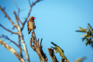Red-billed Quelea breeding male isolated in blue sky in Greater Kruger National park, South Africa ; Specie Quelea quelea family of Ploceidae