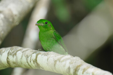 Green Broadbill, Asian Green Broadbill (Calyptomena viridis) birdwatching in the forest.