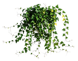 Realistic Hanging Liana Plant with Green Foliage, Transparent Cutout