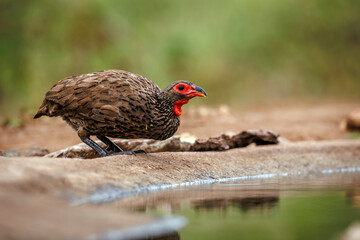 Swainson's Spurfowl in Greater Kruger National park, South Africa ; Specie Pternistis swainsonii family of Phasianidae