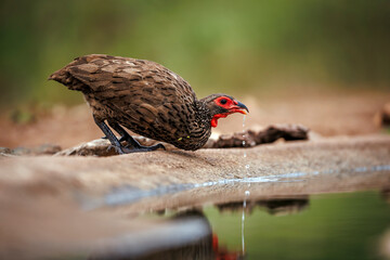 Swainson's Spurfowl in Greater Kruger National park, South Africa ; Specie Pternistis swainsonii family of Phasianidae