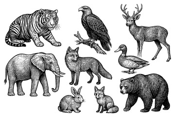 Vintage engraving style animals. Transparent Background