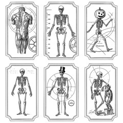Vintage anatomical skeleton illustrations with variations including pumpkin head and top hat, Transparent Background