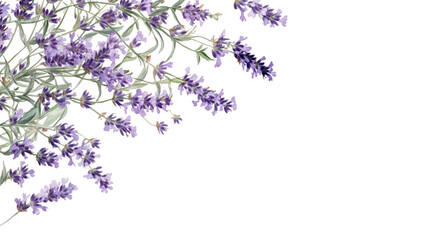 A beautiful arrangement of lavender flowers in soft purple hues. gracefully cascading from the top corner against a clean white background. ideal for nature-themed designs or wellness products