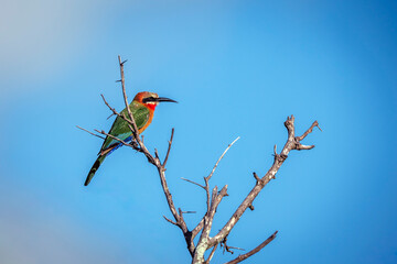 White fronted Bee eater standing on a branch isolated in blue sky in Greater Kruger National park, South Africa ; Specie Merops bullockoides family of Meropidae