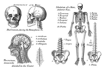 Vintage human anatomy illustration with skulls and skeleton bones, Transparent Background