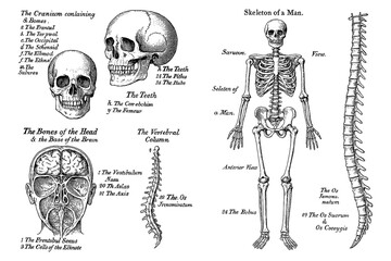 Vintage human anatomy illustration with skulls and skeleton bones, Transparent Background
