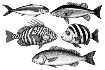 Vintage engraved fish illustrations set with detailed etching style, Transparent Background