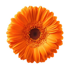 A orange gerbera daisy blooms in full detail against a pure white background. its intricate petals and central disc. ideal for floral-themed designs or nature-related projects