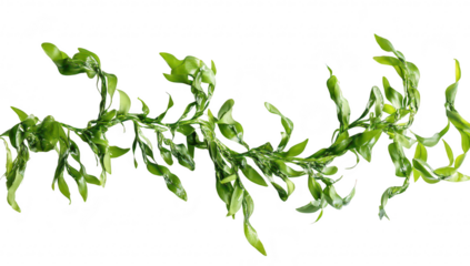 A green seaweed strand artistically arranged on a clean white background. its natural curves and textures. ideal for marine-themed projects or healthy lifestyle visuals