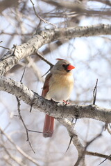 femelle cardinal perché sur une branche