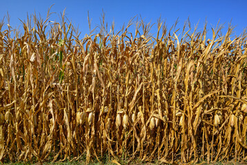 Field corn ready for harvest in the late day golden sun of a bright and sunny September day. Field corn is used to feed livestock, make ethanol and thousands of other bio-based products.
