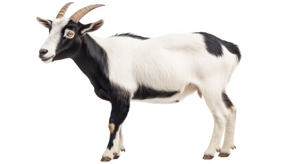 Fototapeta premium A black and white goat standing upright. its unique coat patterns and horns. set against a plain background. ideal for agricultural or animal-related content