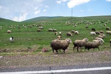 Paravani Lake, Javakheti, Georgia. 18 Jul. 2020. Flock of sheep grazing on hillside