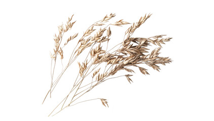 Fototapeta premium A delicate arrangement of dried grass stems their intricate textures and natural hues against a clean white background. ideal for nature-inspired designs or minimalistic decor