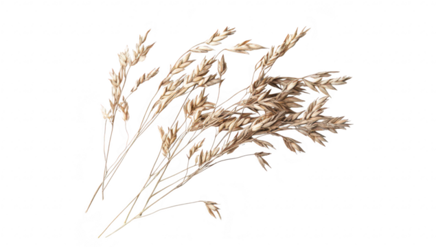 A delicate arrangement of dried grass stems their intricate textures and natural hues against a clean white background. ideal for nature-inspired designs or minimalistic decor