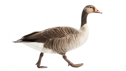 A graceful goose walking confidently on a white background. its elegant posture and detailed plumage. ideal for nature-themed projects or wildlife education