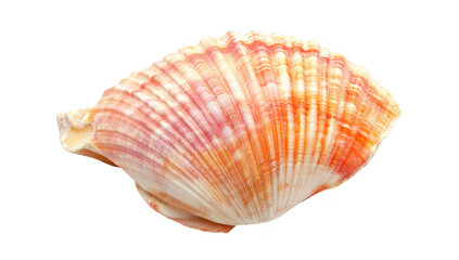 A beautifully detailed scallop shell with orange and pink hues. its intricate textures and patterns against a clean white background. ideal for nature or marine-themed projects