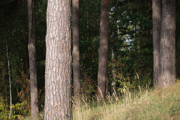 Natural forest scene with pine trees and gentle light, perfect for themes of solitude, healing landscapes, and eco mindfulness