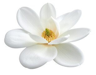  White Flower Bloom for Design Projects PNG Isolated
