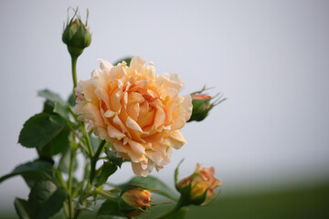 Elegant peach rose surrounded by buds and leaves, symbolizing femininity, mindfulness, and seasonal transformation