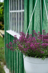 Blooming Alyssum maritimum in a white hanging pot against a green wall, capturing summer serenity and DIY garden aesthetics