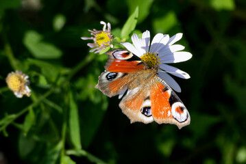 European peacock butterfly (Aglais io) sitting on a daisy in Zurich, Switzerland
