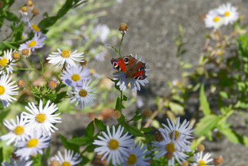 European peacock butterfly (Aglais io) sitting on a daisy in Zurich, Switzerland