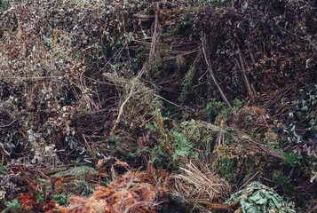 Nature backdrop with dry plants, fallen leaves and small branches