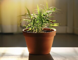 Fototapeta premium plant in a pot