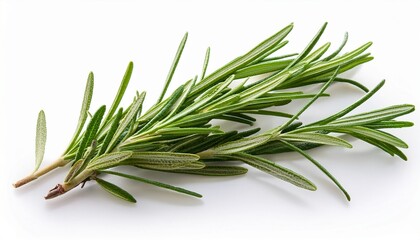 Fototapeta premium rosemary on a white background