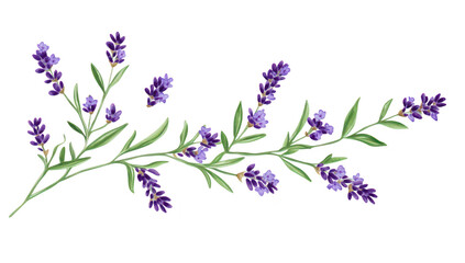 Fototapeta premium A beautiful arrangement of lavender flowers with purple blooms and green leaves. set against a clean white background. ideal for use in floral designs or wellness themes