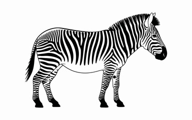 zebra vector illustration