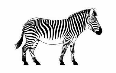zebra vector illustration