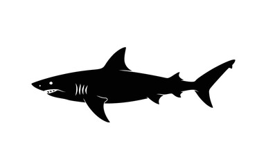 shark vector illustration