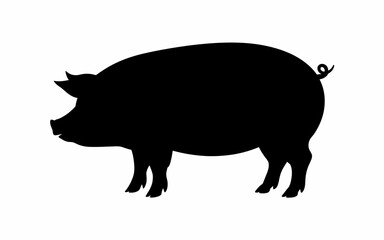 pig on the ground