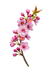 Obraz premium An elegantly curved branch of delicate pink cherry blossoms, with open vibrant flowers and closed buds, a sparkling dewdrop on a petal, isolated on a transparent background, concept of pristine