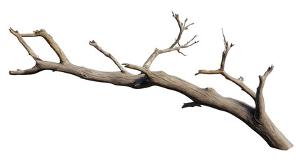 A detailed view of a weathered. gnarled tree branch with multiple offshoots. set against a plain white background. ideal for nature-themed projects or digital designs