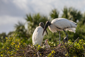 Two Wood Storks perched on top of tree feeding chick in nest