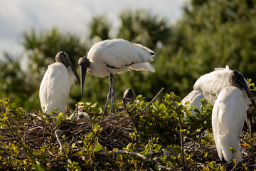 Wood Storks in tree with chick in nest