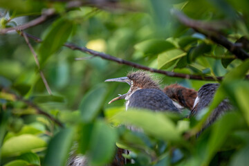 Tricolored Heron mouth open squawking 