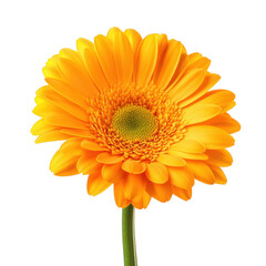 A orange gerbera daisy in full bloom. its intricate petal structure and bright color against a clean white background. ideal for floral-themed designs and nature photography